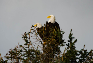Eagles in Skagit Valley-014