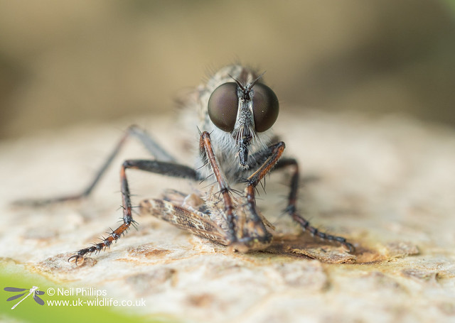 Robberfly eating a moth