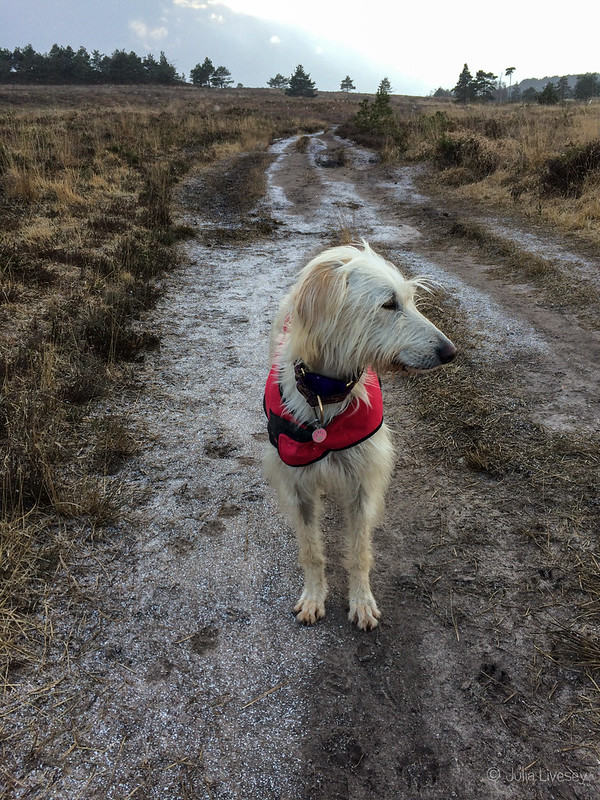 We had a small flurry of snow on our walk