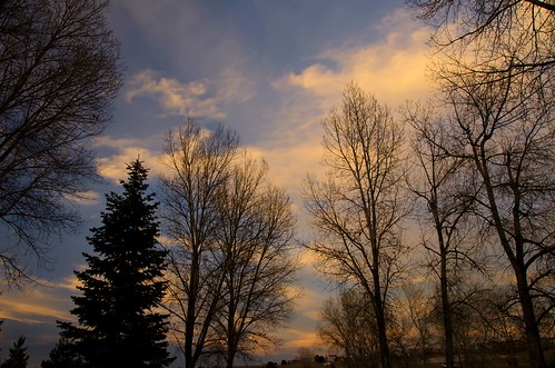 sunset treesilhouettes
