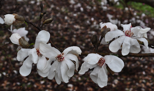 Magnolia × loebneri 'Leonard Messel'  (3)