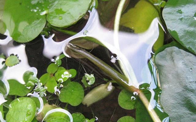 トチカガミ 鼈鏡 フロッグビットみたい ビオトープ 水生植物 水草 浮草