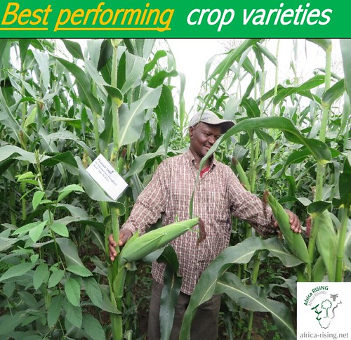 Introducing farmers to the best performing crop varieties.