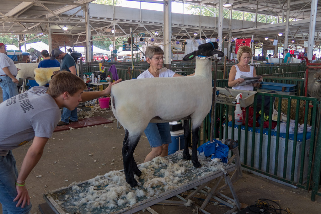 Sheep shearing at Iowa State Fair