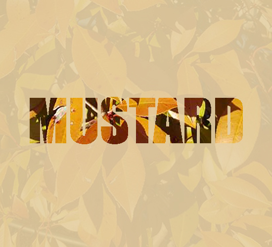 Mustard see through script
