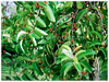 Dendrophthoe pentandra (Malayan Mistletoe, Mango Mistletoe, Mistletoe Plant)
