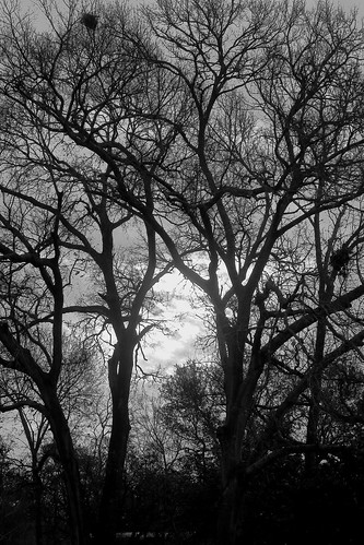 trees nests clouds natural nature monochrome leaf outdoor tree white season sun background black morning photo grayscale sky scenic scene scenery view bw monochromepattern blackandwhite