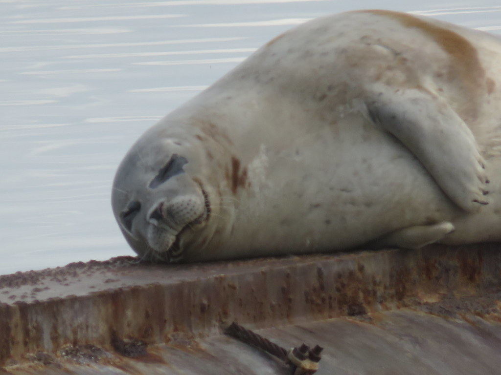 Harbour Seal,