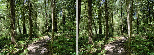 holeinthewallfalls hiking woods forest trees green 3d stereophotography stereoscopic stereo crosseyes crossview