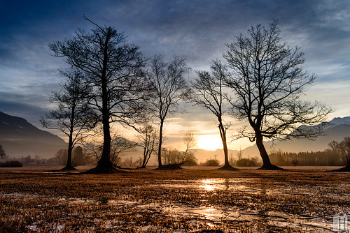 satteins vorarlberg österreich at ice frozen landscape ried sunrise morning group trees