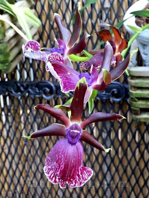 orchid zygo rhein