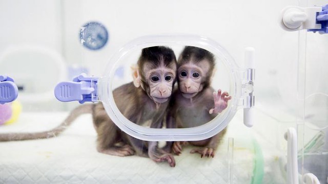 china-cloned-monkeys-2