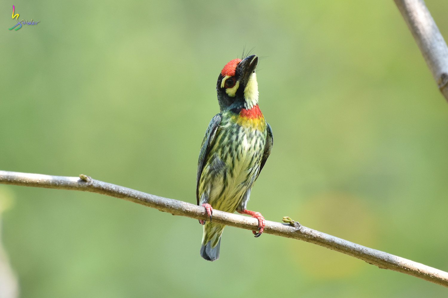 Coppersmith_Barbet_7625
