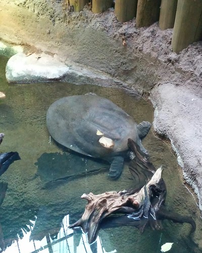 Nile softshell turtle #toronto #torontozoo #turtle #reptiles #nilesoftshellturtle #latergram