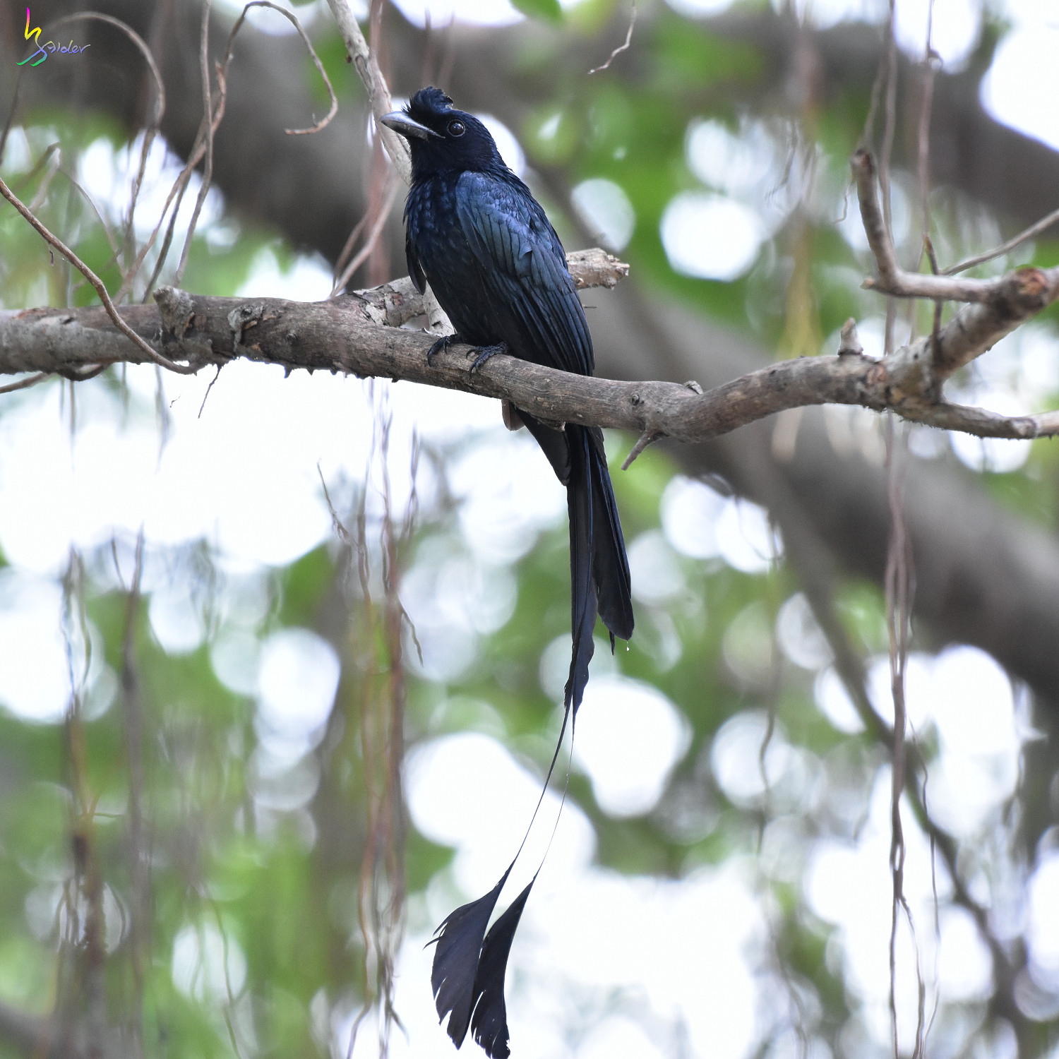Greater_Racket-tailed_Drongo_4245