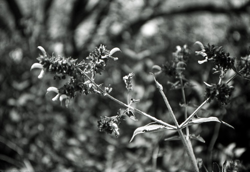Flowers in Black & White