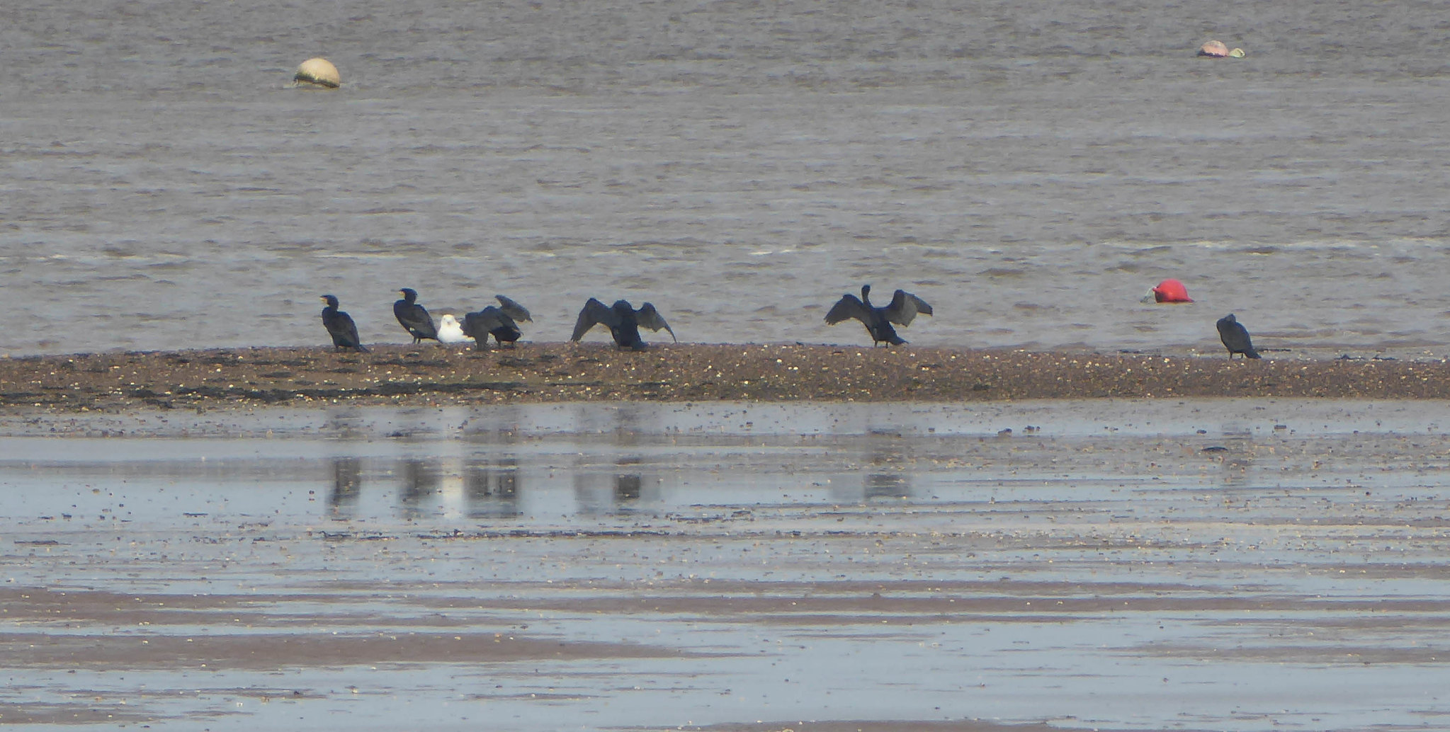 Cormorants on mud bank, river Exe