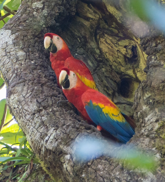 xca1-macaws2