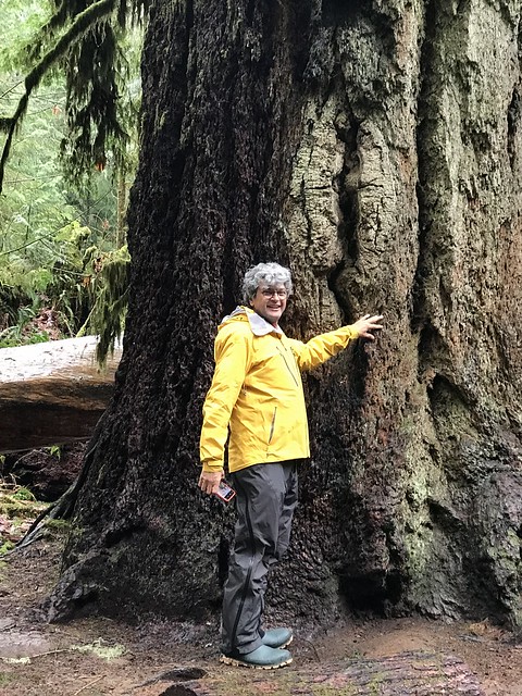 Tofino and Cathedral GrovePierre at the big tree
