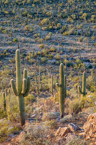 arizona carnegieagigantea pimacounty saguaro saguaronationalpark saguarowest sonorandesert tucsonmountaindistrict usa unitedstates cactus desert landscape nationalpark outdoor paloverde park plant sonoran