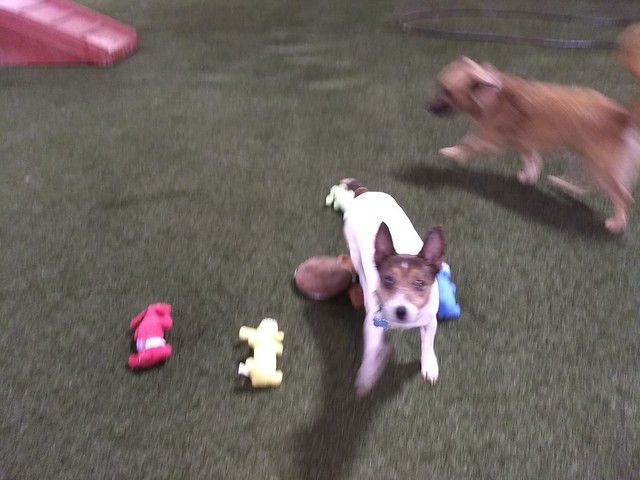 02/26/18 Squeaky Toy Fetch! :)