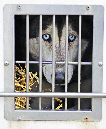 dog cage eyes blueeyes sleddog racedog racingdog winter wintersports canamcrown canamcrowninternationalsleddograce sleddograce dogs husky huskies huskybreed blueeyeddog siberianhusky