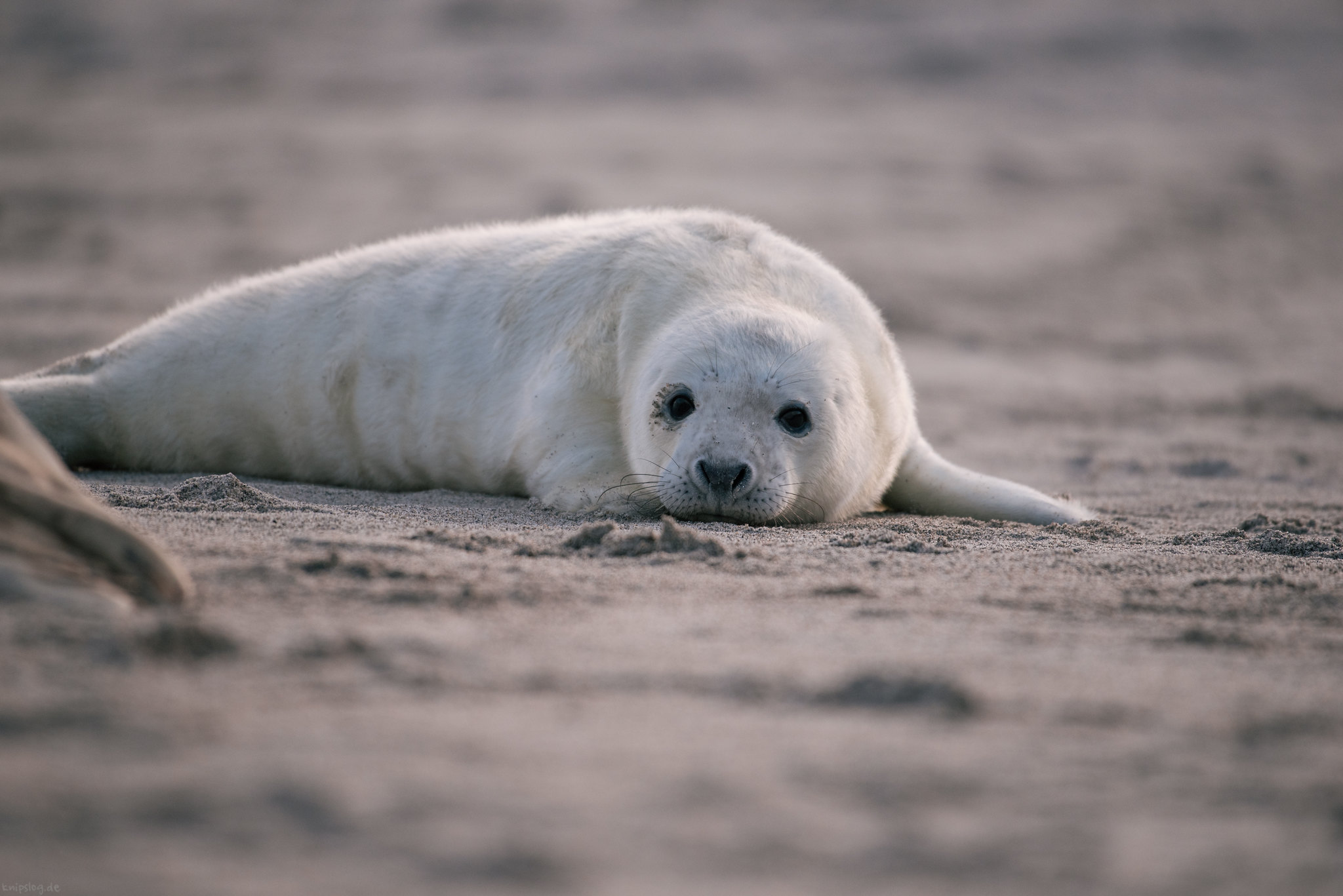 Pleased seal