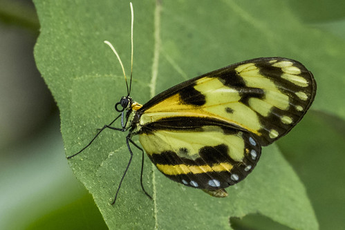 heliconiusismenius ismeniustiger mariposatigre tigerheliconian tigerstripedlongwingbutterfly nymphalidae parquearvi santaelena colombia l1540296