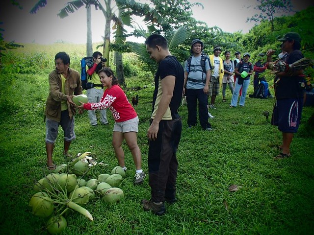 coconuts