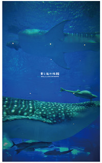 沖繩美麗海水族館-25