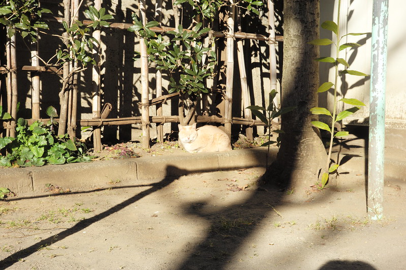 Leica M TYP240+Jupiter8 50mm f2.0池袋一丁目児童遊園の猫。クリーム