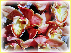 Very attractive Cymbidium Pink-brown Flower' (Boat Orchid, Cymbidium Orchid), a hybrid of Cymbidium, 21 Jan 2018