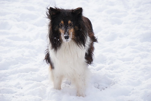 Snow dog 2