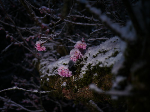hanami hanami2018 cherryblossom sakura flower snow winter light night yozakura 冬の夜桜 夜桜