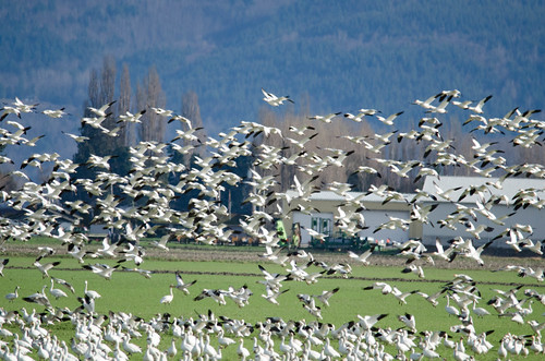 Fir Island Snow Geese-013