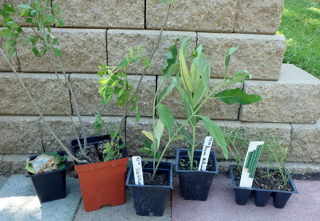 five small potted plants lined up next to a retaining wall