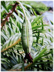 Dehiscent seedpod of Grammatophyllum speciosum (Giant Orchid, Tiger Orchid, Sugar Cane Orchid, Queen of the Orchids), Feb 27 2018