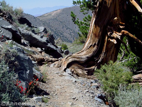 Bristlecone pine tree and wildflowers along the Telescope Peak Trail in Death Valley National Park, California