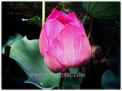 Beautiful bud of Nelumbo nucifera (Indian Lotus, Sacred Lotus, Sacred Water Lily, Egyptian Bean, Lotus, Teratai in Malay), 3 Feb 2018