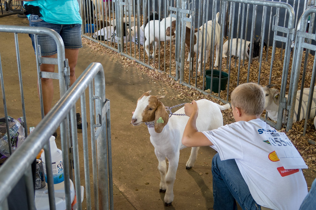 Swine Barn at Iowa State Fair