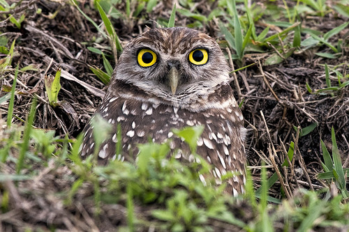 FL: Burrowing Owl