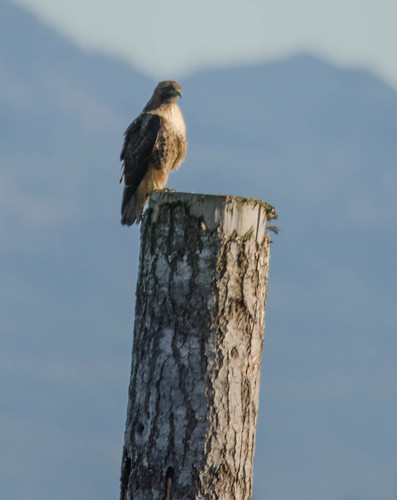 Skagit Bird Watching-19