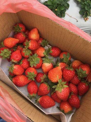 Picking Strawberries!