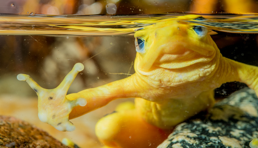 Panamanian Golden Frog_8