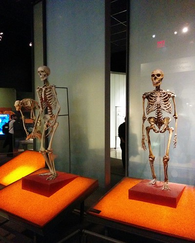 Kin #newyorkcity #newyork #manhattan #amnh #primate #human #chimpanzee #skeleton #homosapiens #neanderthal #homoneanderthalensis #americanmuseumofnaturalhistory #latergram
