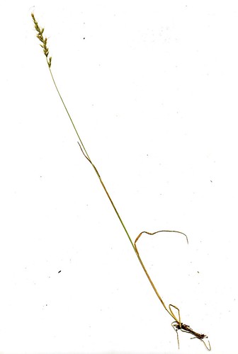 Trisetum spicatum