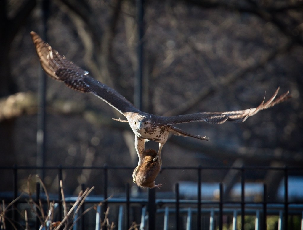 Immature red-tail catches a rat