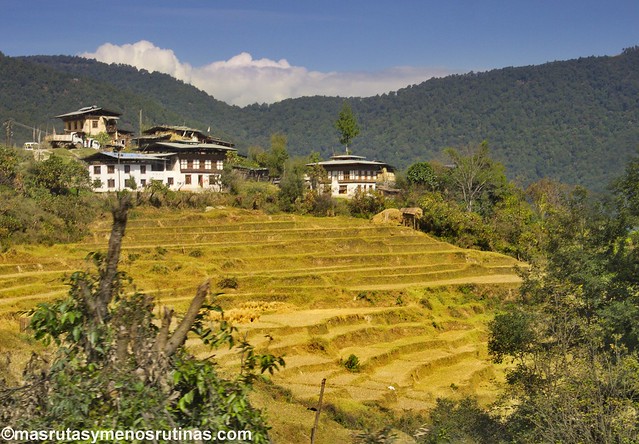 Por los monasterios y bosques de BUTAN - Blogs de Bhutan - De Phobijka a Dochula: aldeas y monasterios mirando al Himalaya (8)