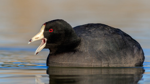 red american coot bird park pond lake wing water white waterbird arizona az explore explored ef400mm56l eos eyes desert canon color common flight flickrelite fly view tucson green gray bokeh blue beyondbokeh beak black ngc 7dmarkii