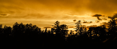yellow sunset unusual tree silhouette rain clouds monochrome
